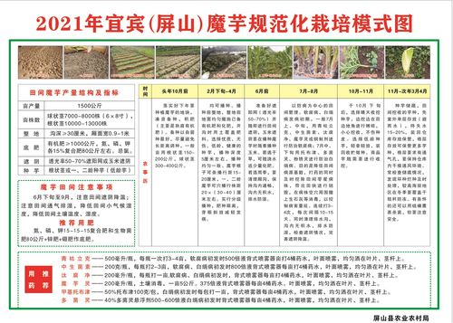 技術傳授到田間，農技推廣重實效——屏山縣白魔芋規(guī)范化種植技術現(xiàn)場培訓會側記